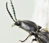 Hemicrepidius sp.